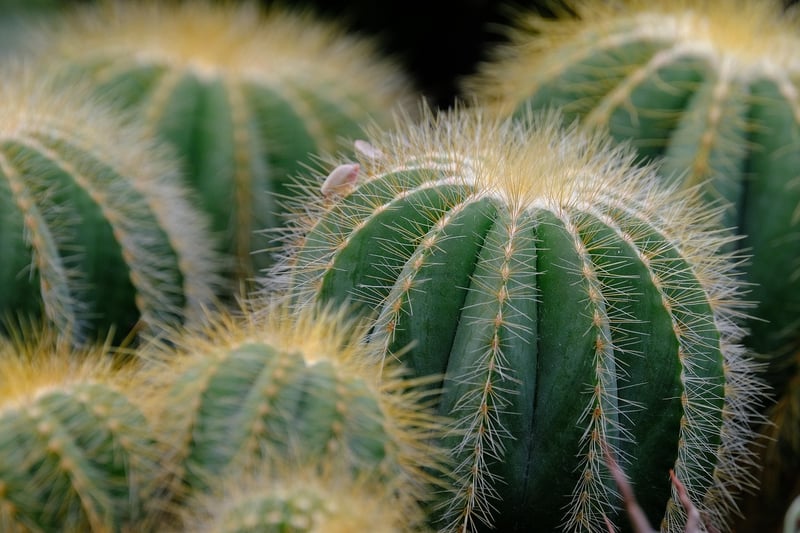 Types of succulents